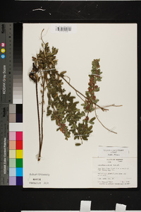 Lespedeza stuevei image