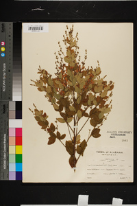 Lespedeza thunbergii image