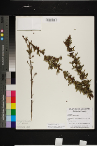 Lespedeza virginica image