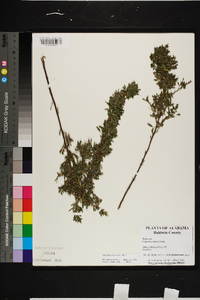 Lespedeza virginica image