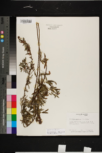 Lespedeza virginica image