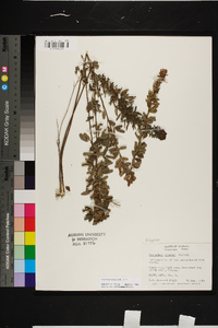 Lespedeza virginica image