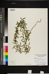 Lespedeza virginica image