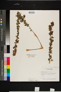 Lespedeza virginica image