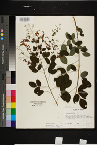 Lespedeza bicolor image