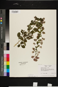 Lespedeza bicolor image