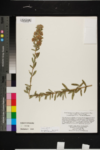 Lespedeza capitata image