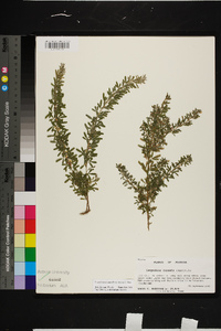 Lespedeza cuneata image