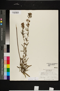 Lespedeza angustifolia image