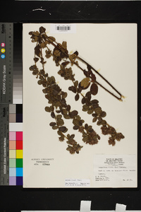 Lespedeza hirta image