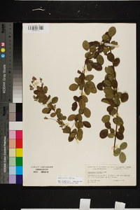 Lespedeza hirta image