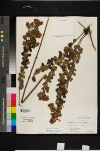 Lespedeza hirta image