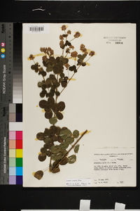 Lespedeza hirta image