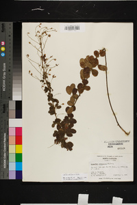 Lespedeza procumbens image