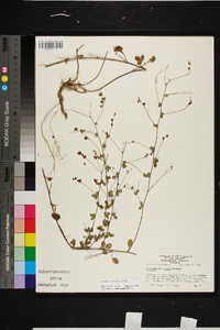 Lespedeza procumbens image