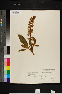 Lupinus villosus image