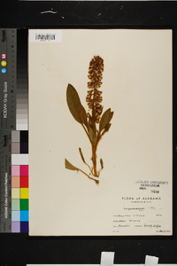 Lupinus villosus image