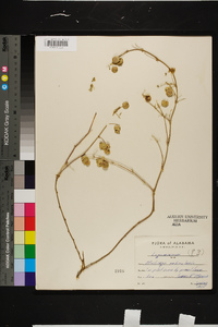 Medicago orbicularis image