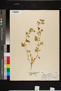 Medicago orbicularis image