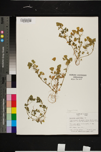 Medicago polymorpha image