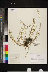 Medicago polymorpha image