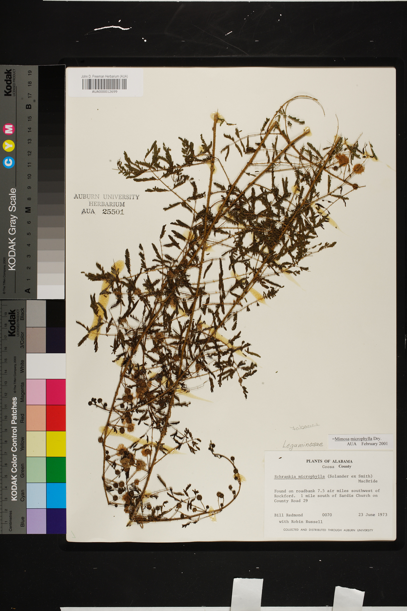 Mimosa microphylla image