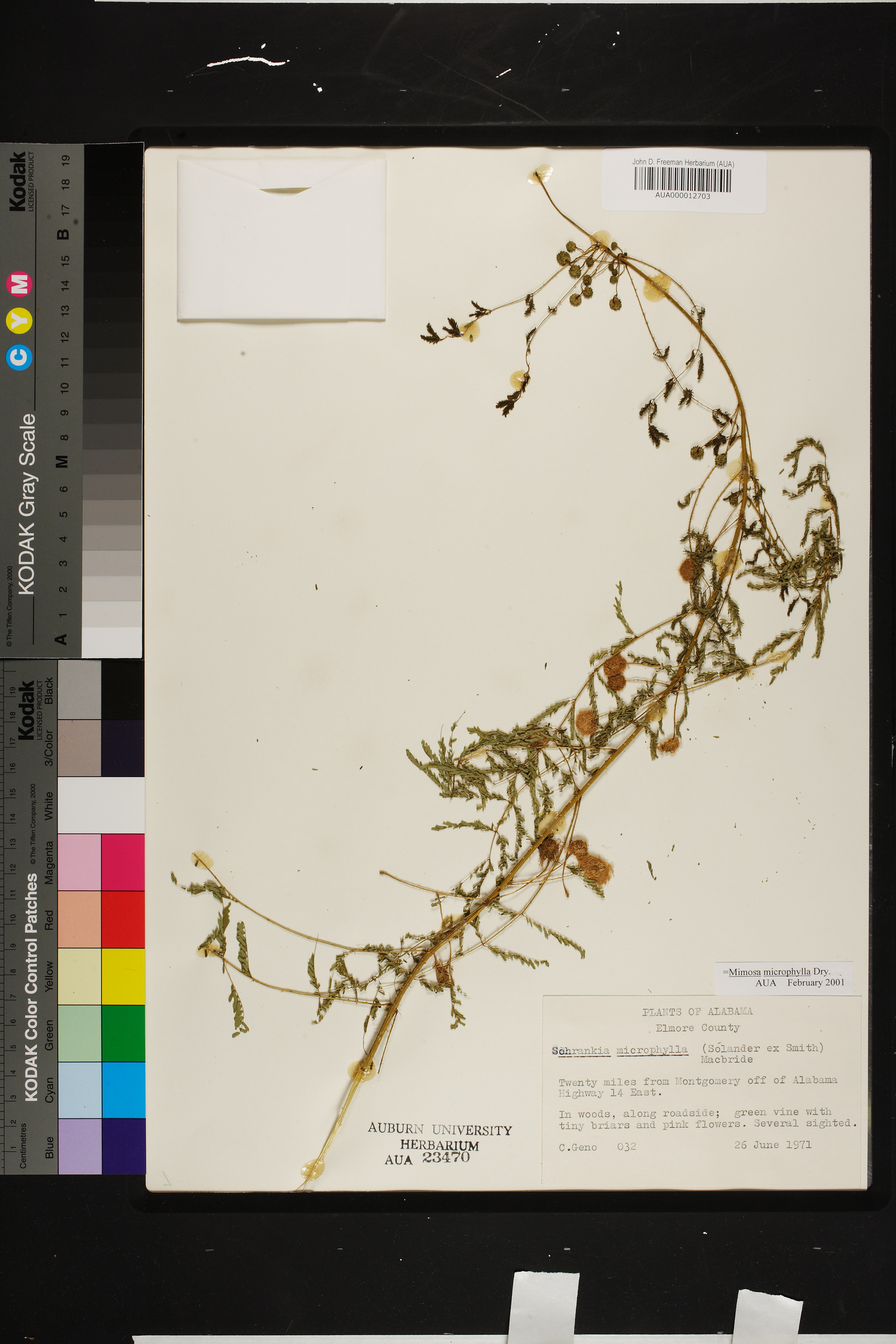 Mimosa microphylla image