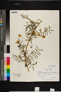 Mimosa microphylla image