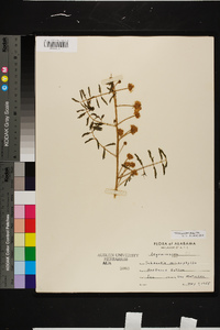 Mimosa microphylla image