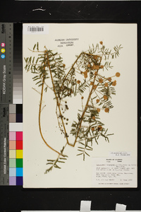 Mimosa microphylla image