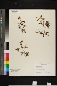 Mimosa pudica image