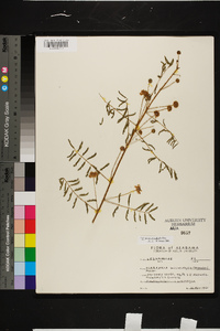 Mimosa microphylla image