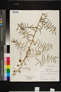 Mimosa microphylla image