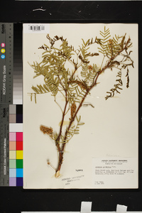 Prosopis glandulosa var. glandulosa image