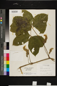 Pueraria montana image