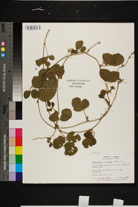 Rhynchosia difformis image