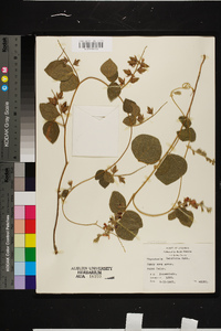 Rhynchosia latifolia image