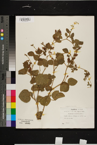 Rhynchosia latifolia image