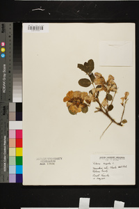 Robinia hispida image