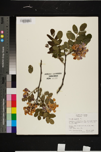 Robinia hispida image