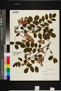 Robinia hispida image