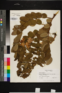 Robinia hispida image