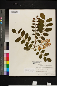 Robinia hispida image