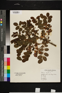 Robinia hispida image