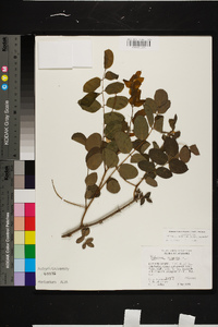 Robinia hispida image