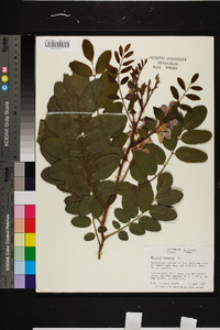 Robinia hispida image