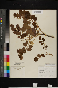 Robinia hispida var. nana image