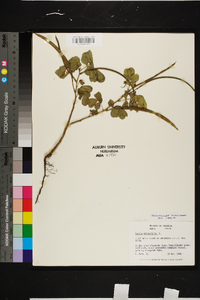 Senna obtusifolia image