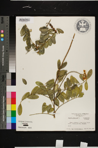 Sophora tomentosa image