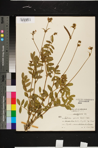 Tephrosia spicata image